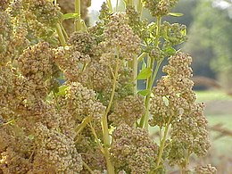 Bolivinė balanda (Chenopodium quinoa)