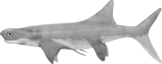 <i>Cobelodus</i> Extinct genus of cartilaginous fishes