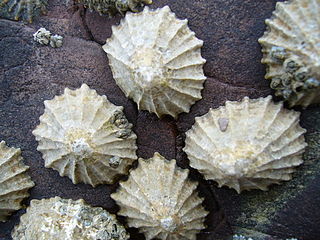 <span class="mw-page-title-main">Limpet</span> Group of aquatic snails