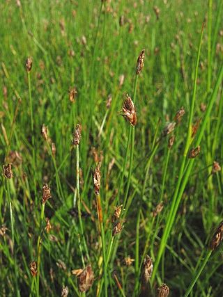 <i>Eleocharis quinqueflora</i> Species of grass-like plant