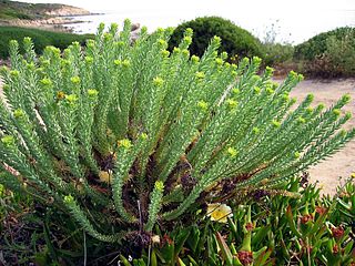 <i>Euphorbia paralias</i> species of plant