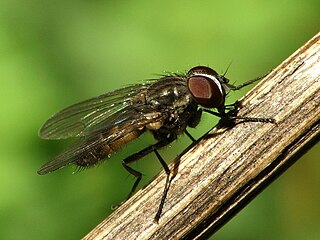 <i>Fannia</i> (fly) Genus of flies