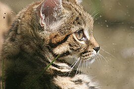 Portrait de profil d'un Chat à pieds noirs.