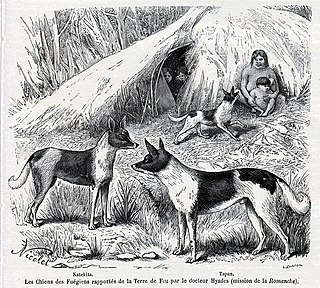 <span class="mw-page-title-main">Fuegian dog</span> Extinct domesticated canid