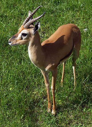 <span class="mw-page-title-main">Red-fronted gazelle</span> Species of mammal