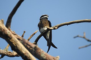 <span class="mw-page-title-main">Whiskered treeswift</span> Species of bird