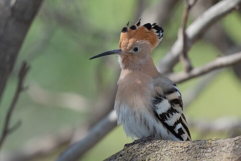 Eurasian hoopoe in the south lake of Tunis