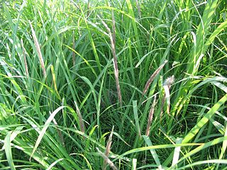 <i>Imperata</i> Genus of grasses