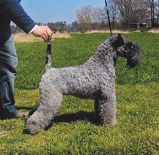 <span class="mw-page-title-main">Kerry Blue Terrier</span> Dog breed