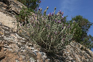 <span class="mw-page-title-main">Subshrub</span> Short woody plant