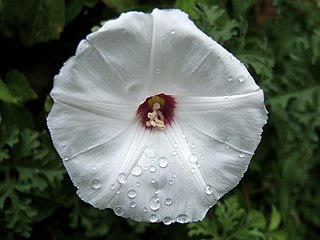 <i>Distimake dissectus</i> Species of flowering plant