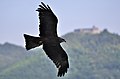 * Nomination Flying Black Kite. --Quartl 16:40, 24 August 2011 (UTC) * Withdrawn --Quartl 07:27, 1 September 2011 (UTC)