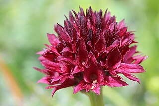 <i>Gymnadenia austriaca</i> Species of flowering plant