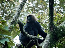 Nilgiri langur in Kalakkad Mundanthurai Tiger Reserve Nilgiri Langur,Manjolai.jpg