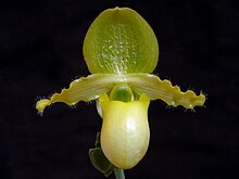 Paphiopedilum primulinum Paphiopedilum primulinum.jpg