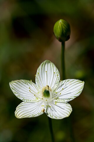 <i>Parnassia grandifolia</i> Species of flowering plant