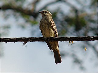 <span class="mw-page-title-main">Piratic flycatcher</span> Species of bird