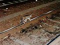 Cat on rail at Poznań station