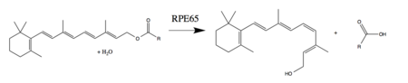 The reaction completed by RPE65 in the retinoid cycle. RPE65 Reaction.png