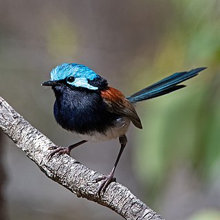 <span class="mw-page-title-main">Red-winged fairywren</span> Passerine bird in the Australasian wren family