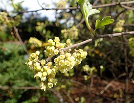 Rhus aromatica kz1.JPG