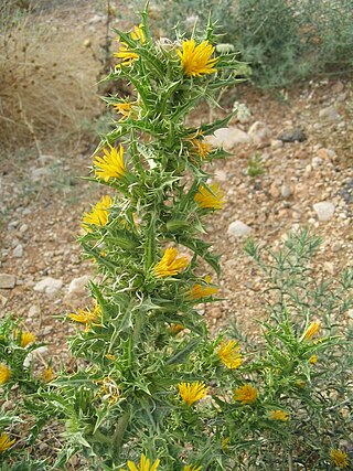 <i>Scolymus hispanicus</i> Species of flowering plant