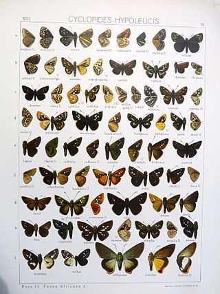 <i>Melphina statira</i> Species of butterfly