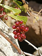 Smilax aspera