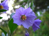 Solanum xanti