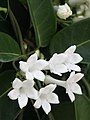 Stephanotis floribunda