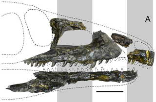 <i>Tasmaniosaurus</i> Extinct genus of reptiles