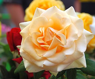 <i>Rosa</i> Marilyn Monroe