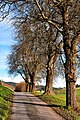 English: Pear tree alley east of the village Deutsch: Birnbaum-Allee östlich des Ortes