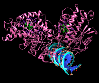 <span class="mw-page-title-main">ADAR</span> Mammalian protein found in Homo sapiens