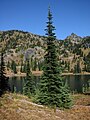 Abies lasiocarpa