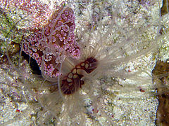 Alicia pretiosa, une Aliciidae