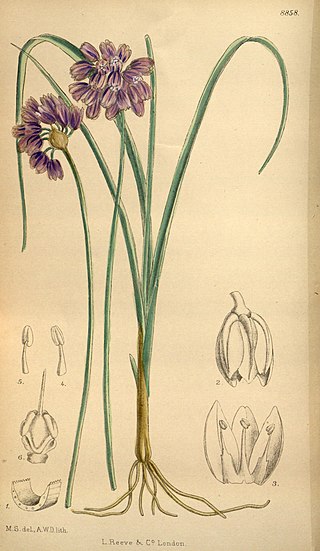 <i>Allium sikkimense</i> Species of plant