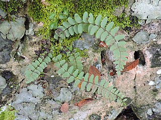 <i>Asplenium resiliens</i> Species of fern in the family Aspleniaceae