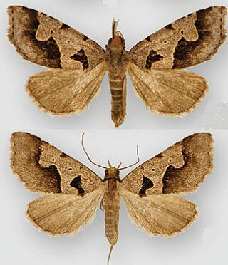 <i>Baniana</i> Genus of moths