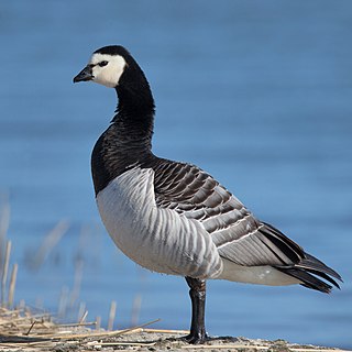 <span class="mw-page-title-main">Barnacle goose</span> Species of bird