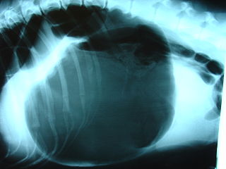 <span class="mw-page-title-main">Gastric dilatation volvulus</span> Medical condition in dogs