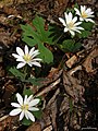 Sanguinaria canadensis