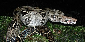 Central American boa constrictor (Boa imperator), Gómez Farías, Tamaulipas, Mexico (23 August 2007).