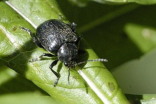 <span class="mw-page-title-main">Bromiini</span> Tribe of leaf beetles