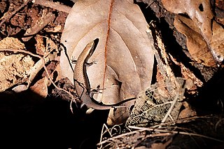 <i>Caledoniscincus</i> Genus of lizards