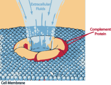 A membrane attack complex attached to a pathogenic cell Complement death.PNG