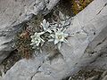 Abruzzo Edelweiss on the Gran Sasso mountain - Monte Camicia