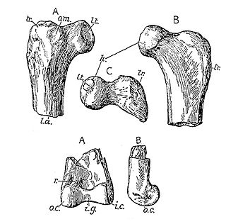 <i>Elopteryx</i> Extinct genus of dinosaurs