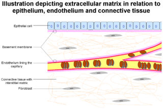 <span class="mw-page-title-main">Extracellular matrix</span> Network of proteins and molecules outside cells that provides structural support for cells