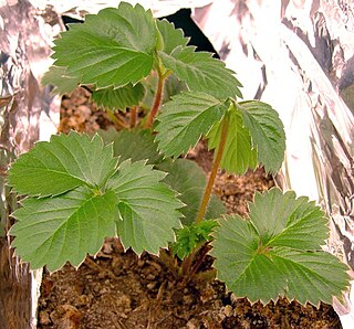 <i>Fragaria <span style="font-style:normal;">×</span> vescana</i> Hybrid strawberry